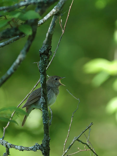 Satakieli, Thrush Nightingale, Luscinia luscinia